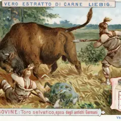 Tout savoir sur les soupes Liebig : variétés, ingrédients et achats